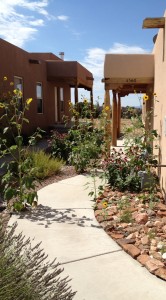 photo of sunflowers along the walk