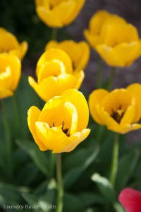 Edita-Tulips