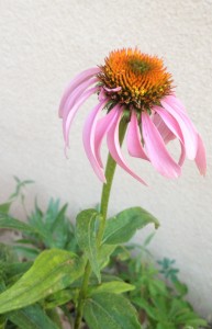 Cone Flower