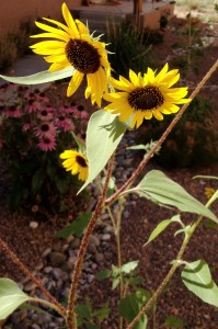 Sunflowers