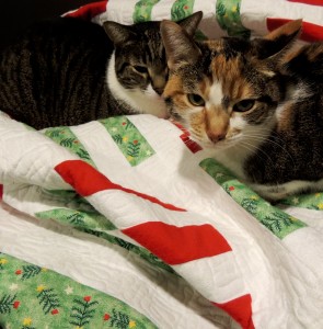 My helpers: Grace Hopper and Johnny Be Good