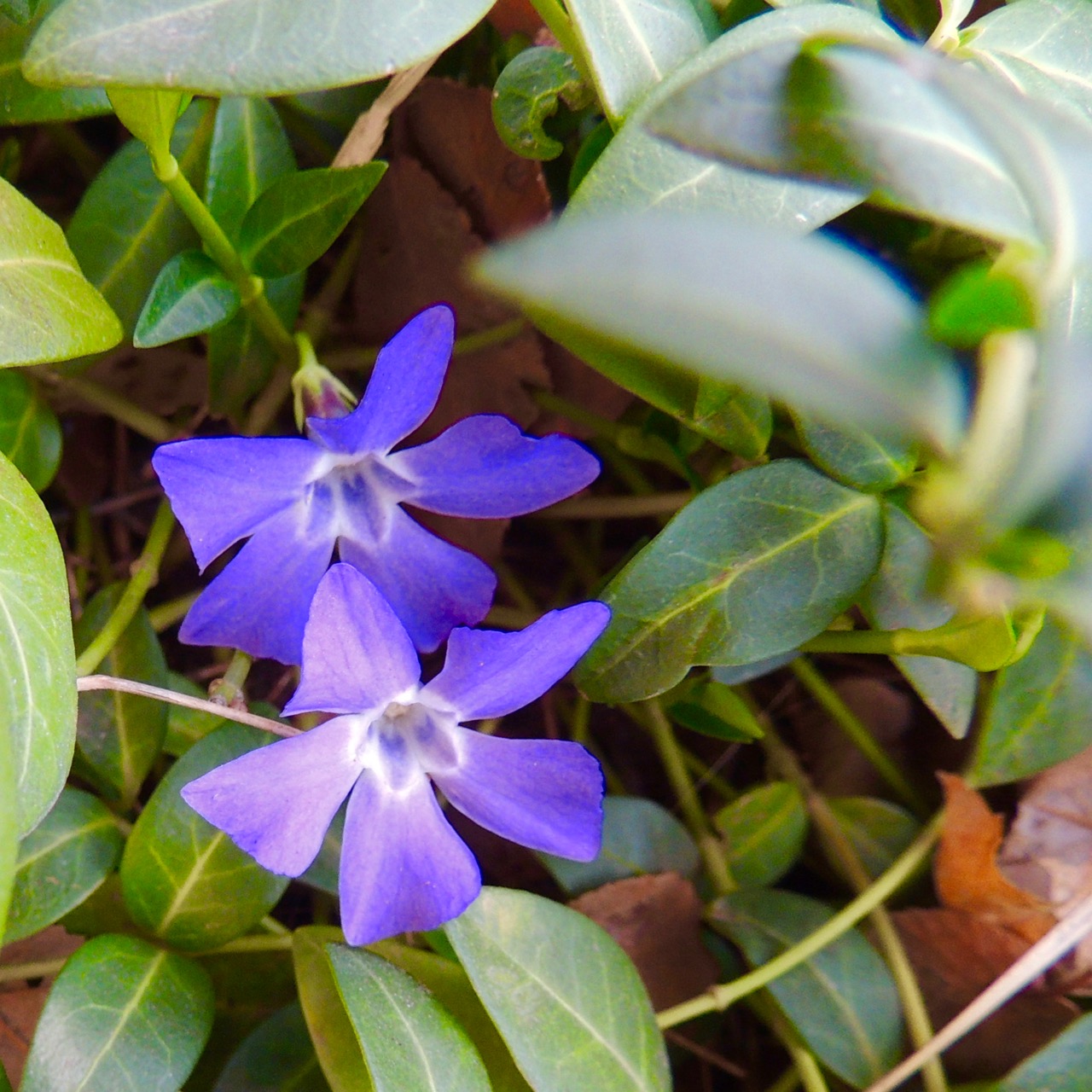 Violets-upclose